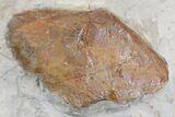 Wide Plate with Five Fossil Leaves - Montana #165054-4